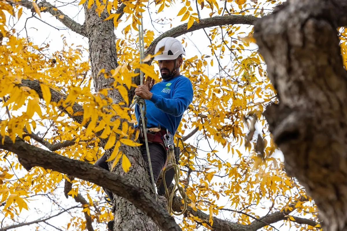 Skilled Tree Pruning crew working in Dunellen